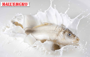 Млечни продукти и риба полезно ли е - овче мляко нашенско